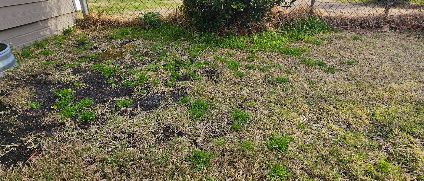 Annual Weeds in Wilmington NC